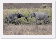 14SerengetiDayGameDrive - 214 * A trunk fight between these two males.